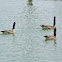 Canadian Geese