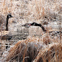Canada Goose