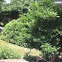 Tree and bush