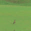 Oriental Pratincole