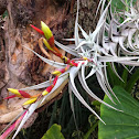 Air plant