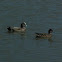 American Wigeon