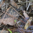 Pickerel Frog