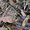 Pickerel Frog