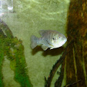 Green Sunfish