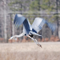 Eastern Neck National Wildlife Refuge