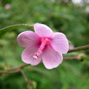 Caesarweed