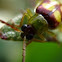 Beetle