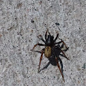 Jumping Spider