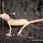 Lined lizard