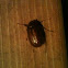 June bug