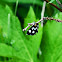 White-Spotted Sable