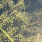 Tadpoles