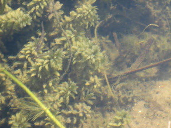 Spotting Image 1