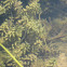 Tadpoles