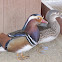 Mandarin Duck