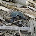 Three Striped Mud Turtle