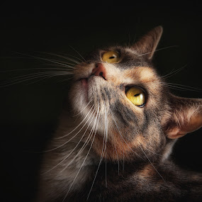 The Contessa by Pat Abbott - Pets Cats ( cats, animals, pets )