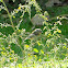 Ruby-crowned Kinglet