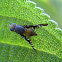 Picture-winged Fly