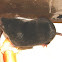Short-Tail Shrew