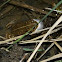 Natterjack toad