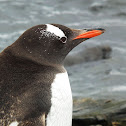 Gentoo Penguin