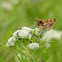 Peck's Skipper