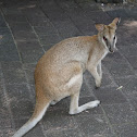 Wallaby