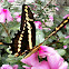 Thoas Swallowtail.