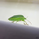 Green Stink Bug