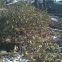 Mountain laurel