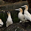 Alcatraz (Northern Gannet)