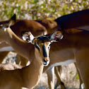 Black faced impala