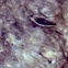 Brine Shrimp
