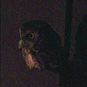 Eastern Screetch Owl
