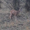 Mule Deer