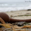Giant Bladder Kelp