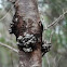 Oyster bay pine