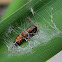 Insect Pupa