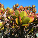 Jade plant