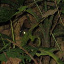 Rat
