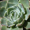 Hen and chicks