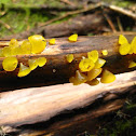 Jelly Fungi