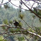 California Quail