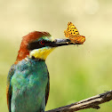 European Bee-eater