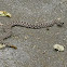 Southern Pacific Rattlesnake