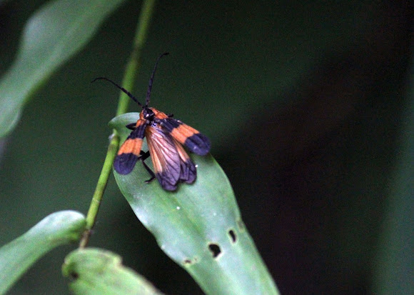Spotting Image 1