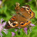 Common Buckeye