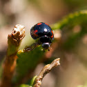 Harmonia axyridis